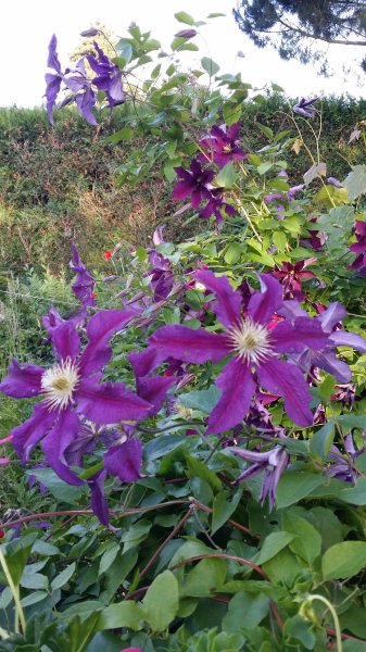 Clematite de mon jardin.Muriel Godet